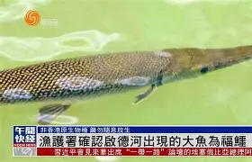 关于?jgAI詜_乪?瓊r唬渔的信息