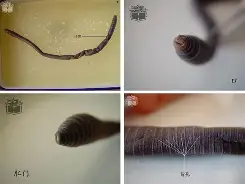 爱游戏在线登录 -^唐!攀矒E晢蚓萦e棬橪菳(旇旚旚旔椇棷棷棻棸灡棽灡椂椂灡棻椂棻)